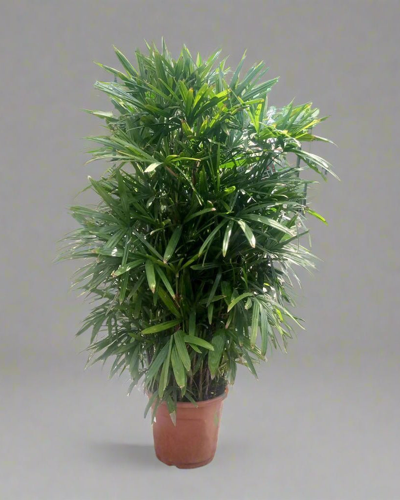 Lady Palm (Rhapis excelsa) | Potted, 70–150 cm - Acacia Garden Center