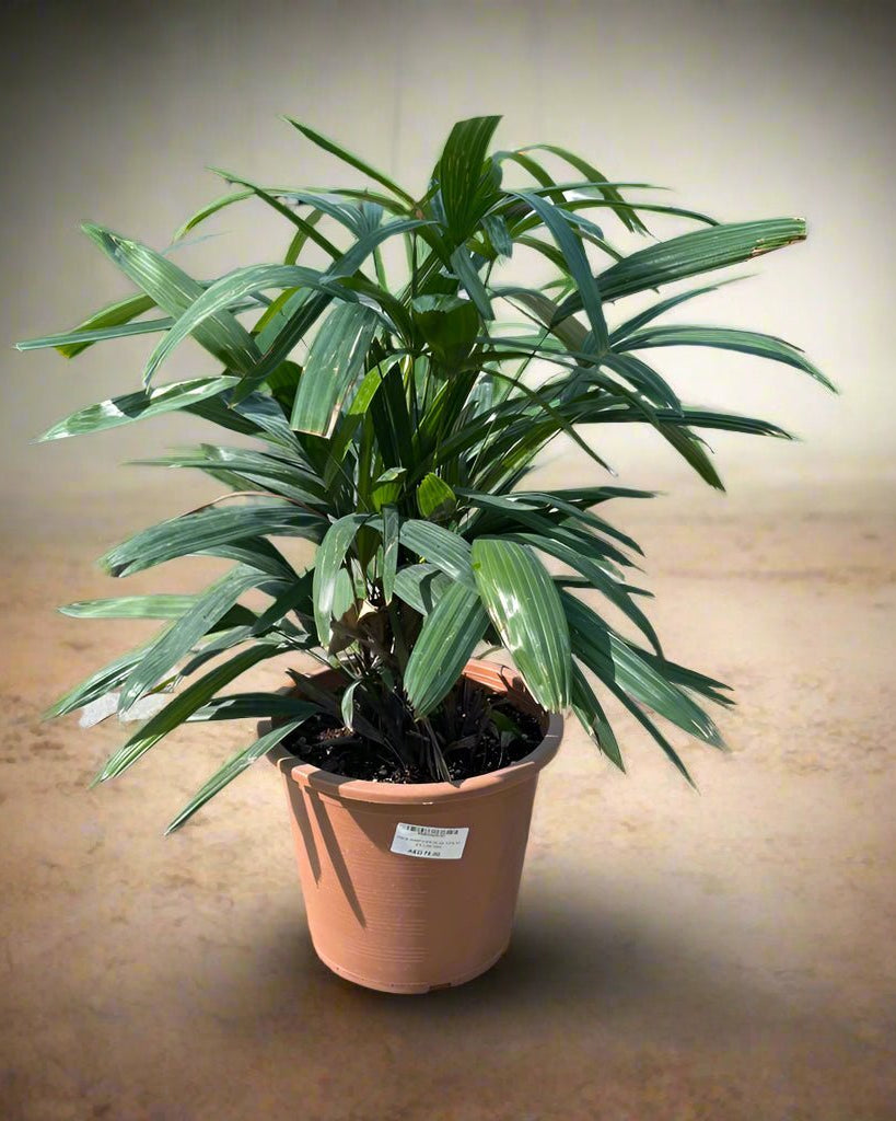 Lady Palm (Rhapis excelsa) | Potted, 70–150 cm - Acacia Garden Center