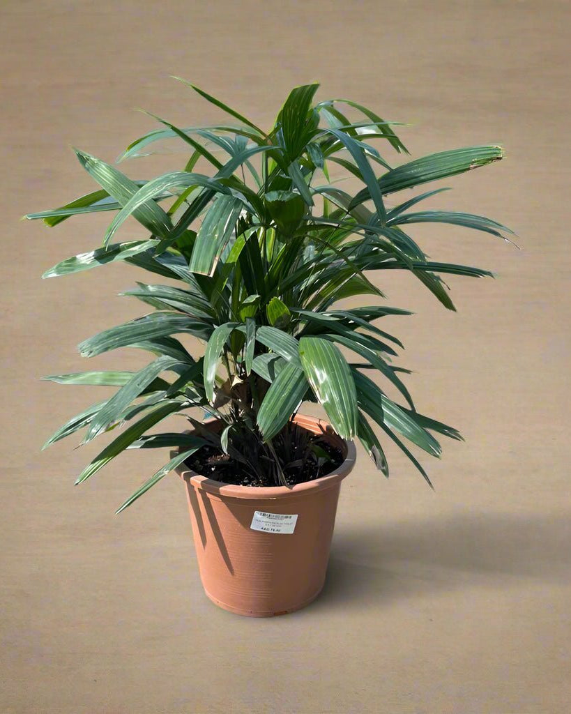 Lady Palm (Rhapis excelsa) | Potted, 70–150 cm - Acacia Garden Center