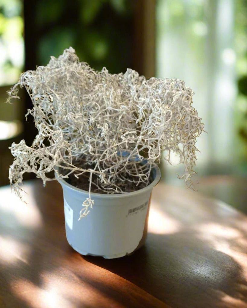 Leucophytta Brownii Calocephalus (Cuss or Cushion Bush) | 10 - 15cm - Acacia Garden Center