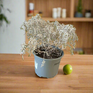 Leucophytta Brownii Calocephalus (Cuss or Cushion Bush) | 10 - 15cm - Acacia Garden Center