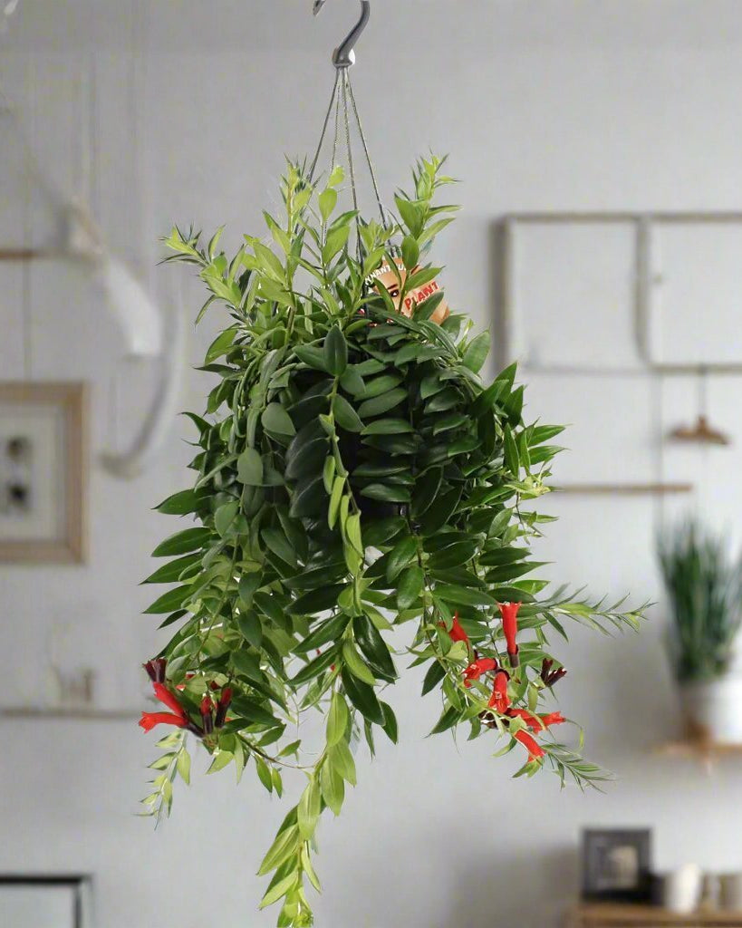 Lipstick Plant (Aeschynanthus 'Caroline') | 25–30 cm - Acacia Garden Center