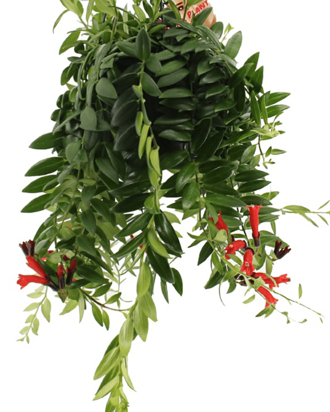 Lipstick Plant (Aeschynanthus 'Caroline') | 25–30 cm - Acacia Garden Center