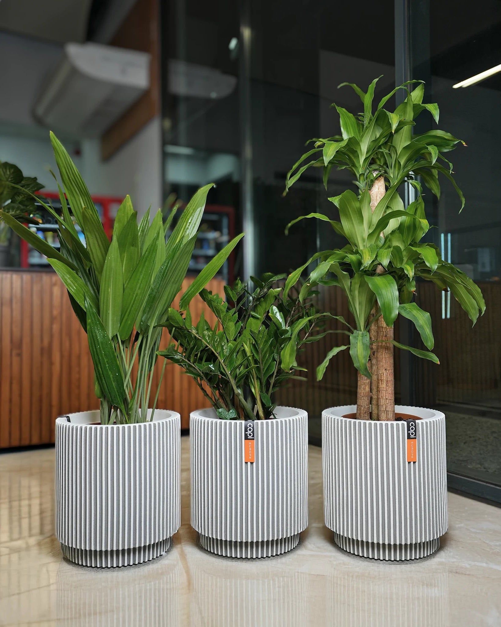 Low - Light Luxe Bundle - Acacia Garden Center
