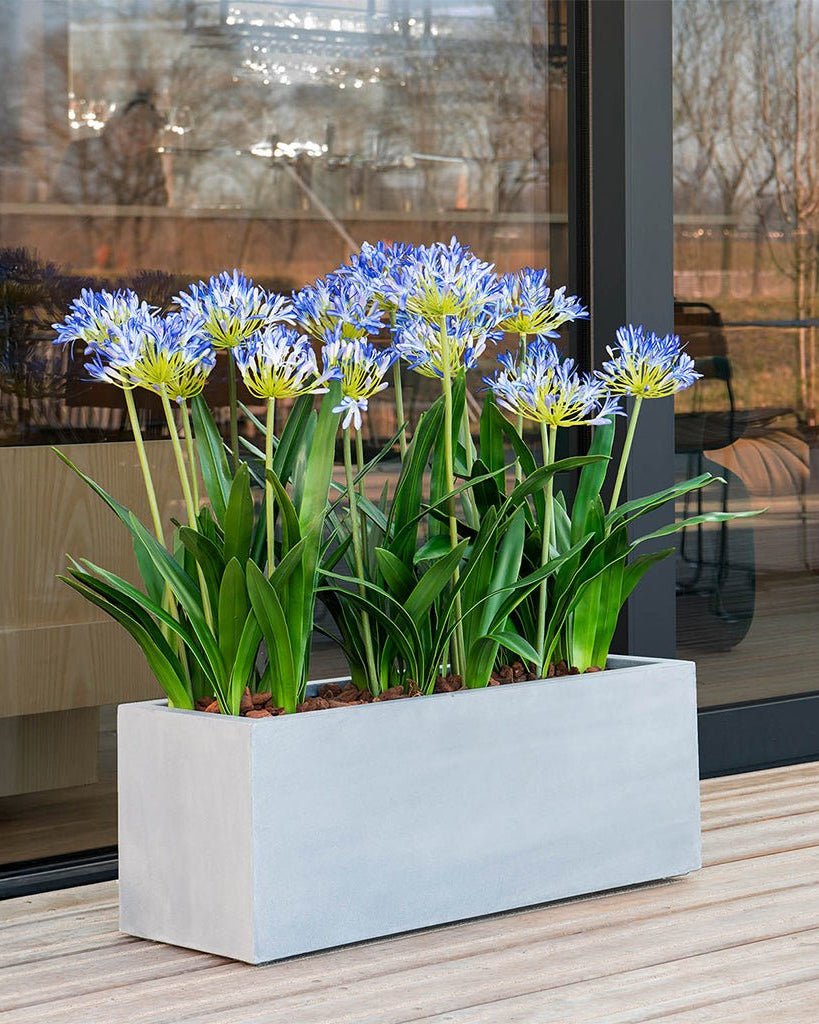 Luca Lifestyle Argento Box - Acacia Garden Center