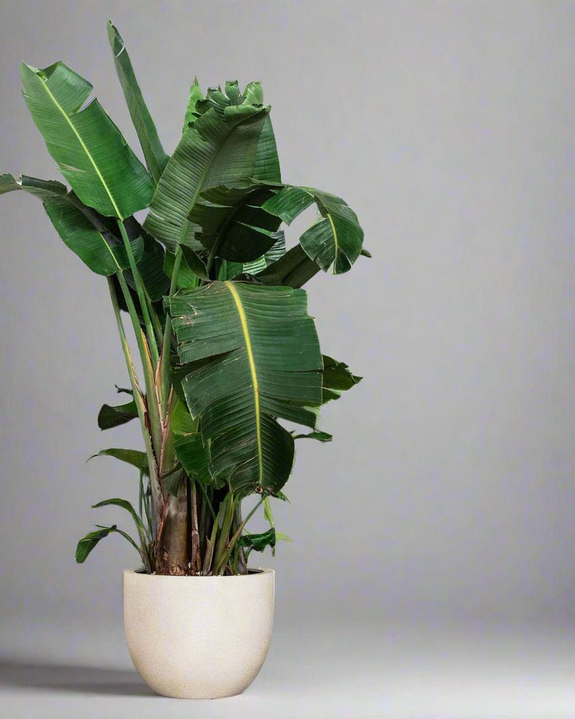 Luca Lifestyle Grigio New Egg Pot - Acacia Garden Center