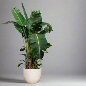 Luca Lifestyle Grigio New Egg Pot - Acacia Garden Center