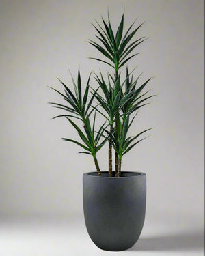 Lead Concrete Grigio Tall Egg Pot | Premium Planter, 30–88 cm - Acacia Garden Center
