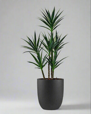 Anthracite Concrete Grigio Tall Egg Pot | Premium Planter, 30–88 cm - Acacia Garden Center