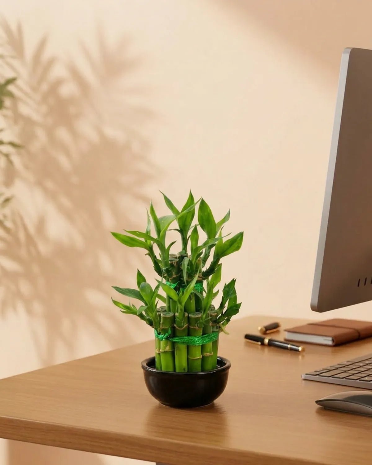Lucky Bamboo 2 - Step – Mini (Dracaena sanderiana) | Arrangement, 10 cm - Acacia Garden Center