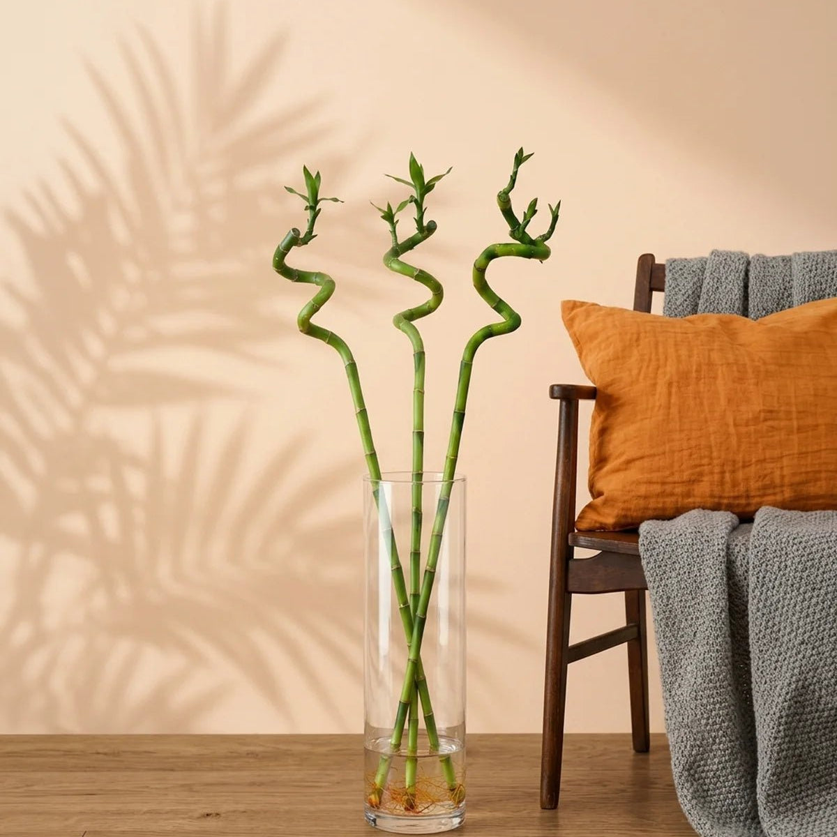 Buy Lucky Bamboo Stick 1.0m