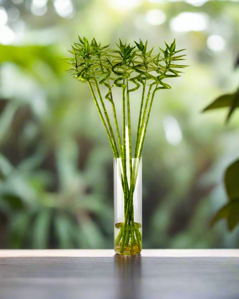 Lucky Bamboo Stick – Bundle (Dracaena sanderiana) | 1.0 m Stalks - Acacia Garden Center
