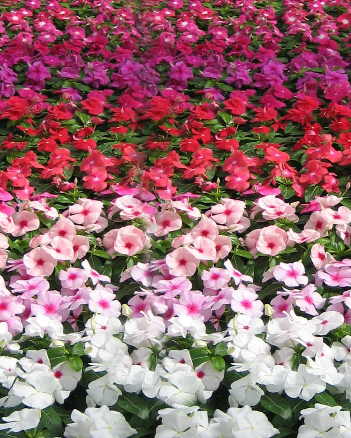 Madagascar Periwinkle (Catharanthus roseus) | 5 - 8cm - Acacia Garden Center