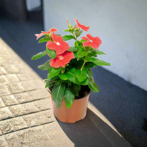 Madagascar Periwinkle (Catharanthus roseus) | 5 - 8cm (30pcs) - Acacia Garden Center
