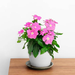 Madagascar Periwinkle (Catharanthus roseus) | 5 - 8cm (30pcs) - Acacia Garden Center