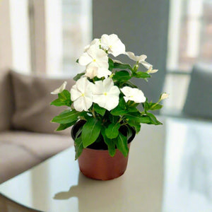 Madagascar Periwinkle (Catharanthus roseus) | 5 - 8cm (30pcs) - Acacia Garden Center