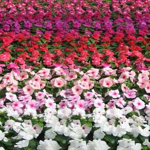 Madagascar Periwinkle (Catharanthus roseus) | 5 - 8cm (30pcs) - Acacia Garden Center