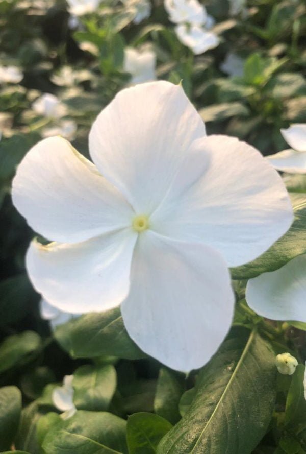 Madagascar Periwinkle (Catharanthus roseus) | 5 - 8cm (30pcs) - Acacia Garden Center