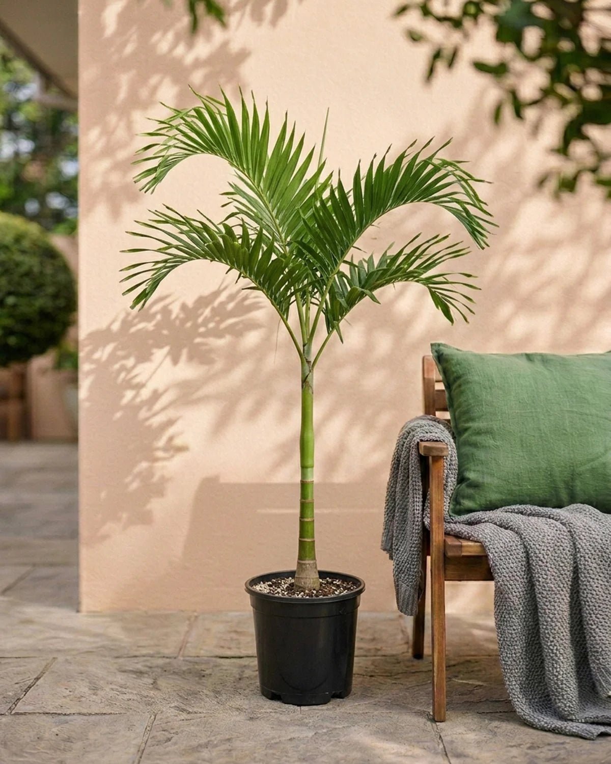 Manila Palm (Veitchia merrillii) | 2.0–2.5 m - Acacia Garden Center