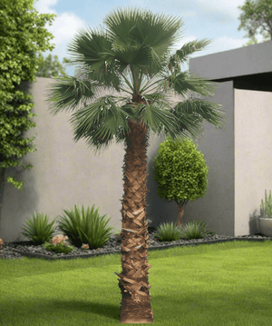 Mexican Fan Palm Tree (Washingtonia Robusta) - Acacia Garden Center