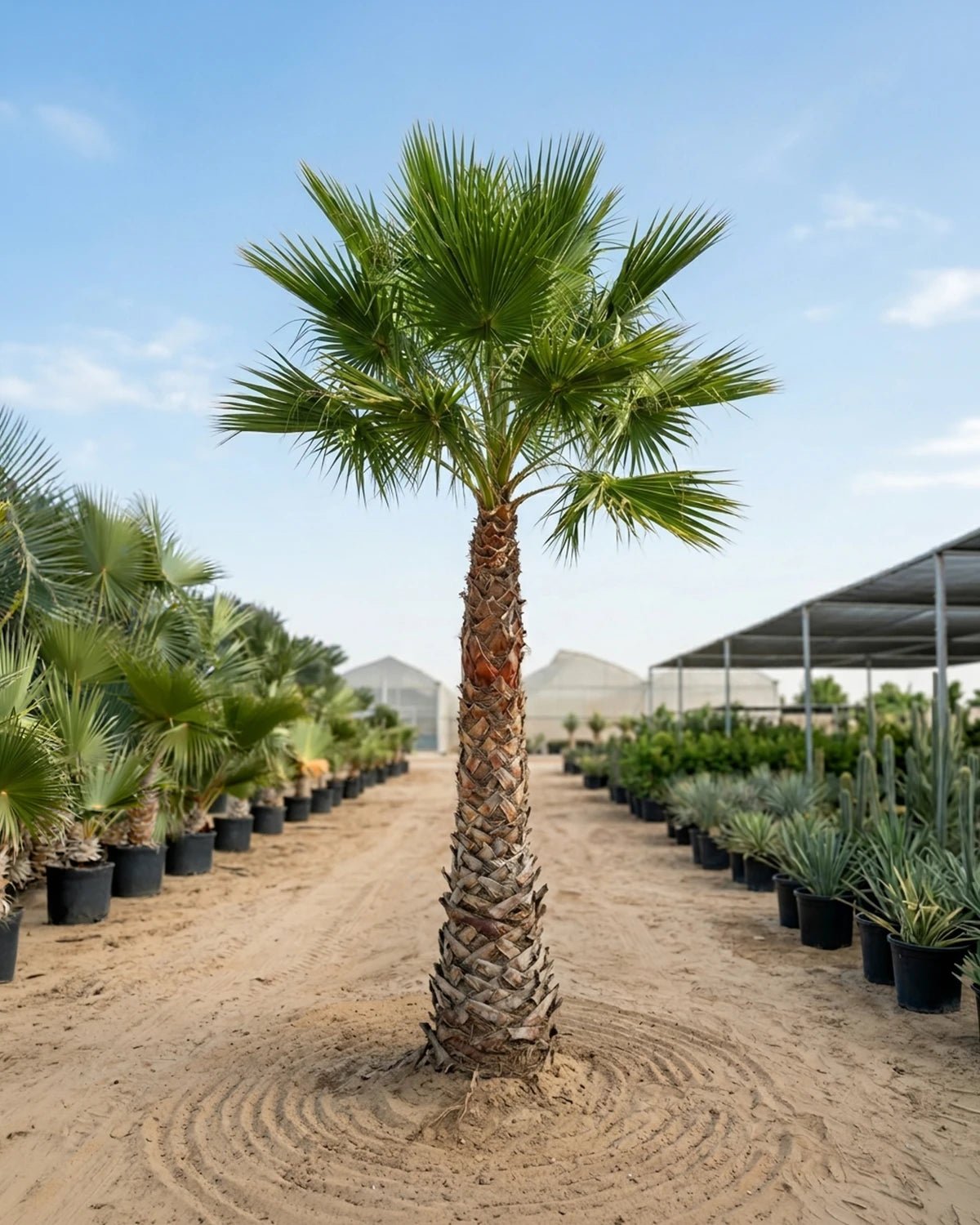 Mexican Fan Palm (Washingtonia robusta) | 2.0–5.0 m - Acacia Garden Center