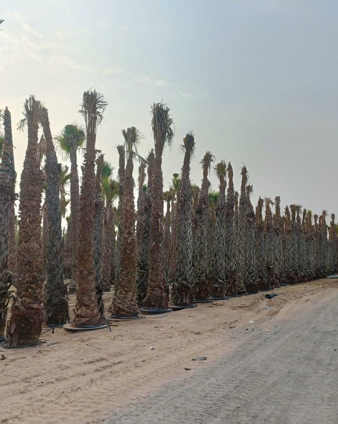 Mexican Fan Palm (Washingtonia robusta) | 2.0–5.0 m - Acacia Garden Center