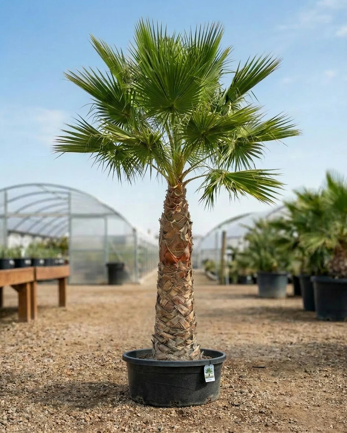 Mexican Fan Palm (Washingtonia robusta) | 2.0–5.0 m - Acacia Garden Center