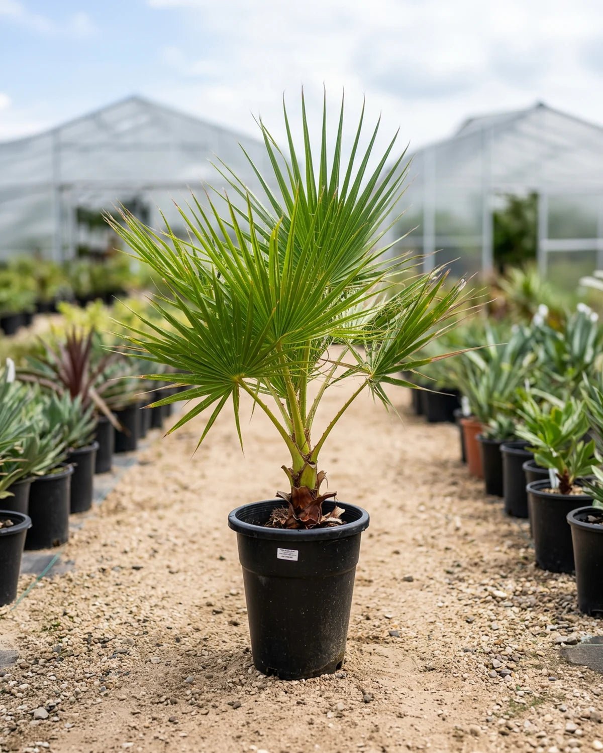 Mexican Fan Palm (Washingtonia Robusta) | Single Trunk, 1.0–1.1 m - Acacia Garden Center