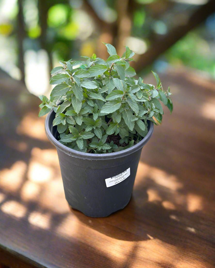 Mint (Mentha) | Fresh Herb, 20–30 cm - Acacia Garden Center