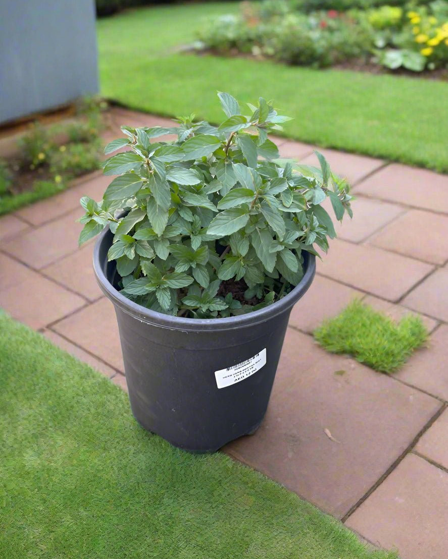 Mint (Mentha) | Fresh Herb, 20–30 cm - Acacia Garden Center