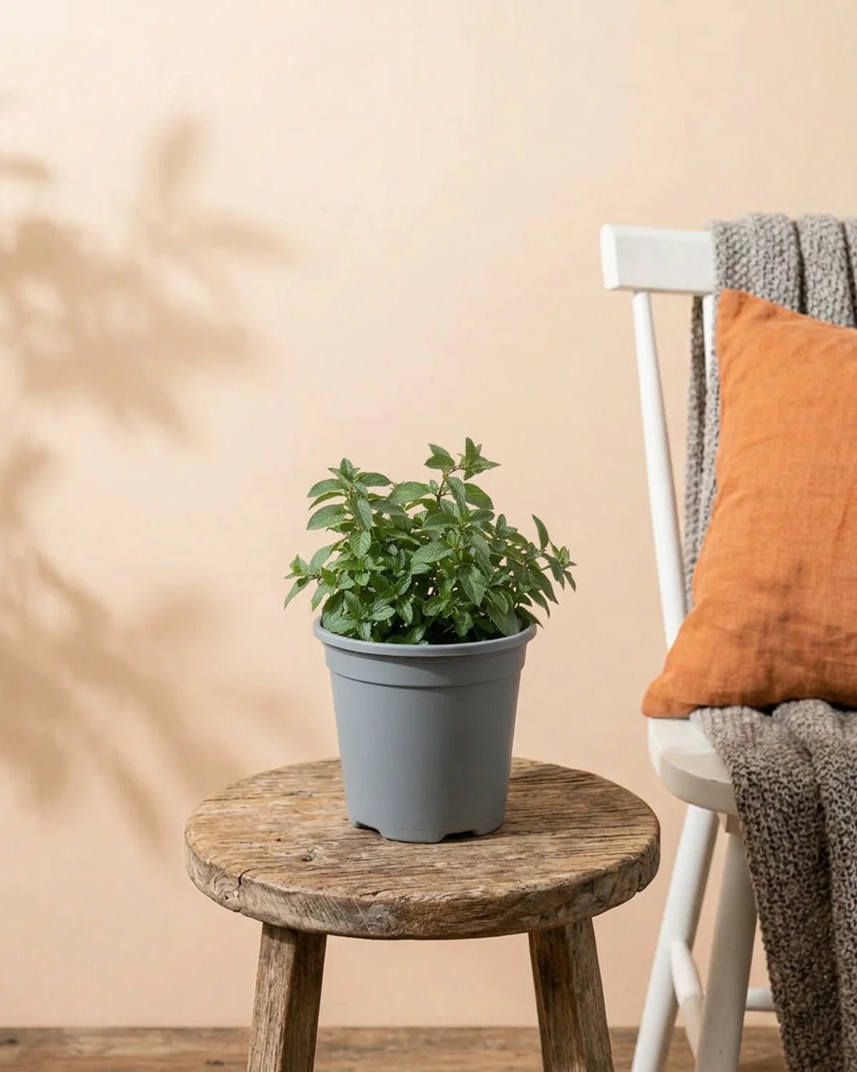 Mint (Mentha) | Fresh Herb, 20–30 cm - Acacia Garden Center