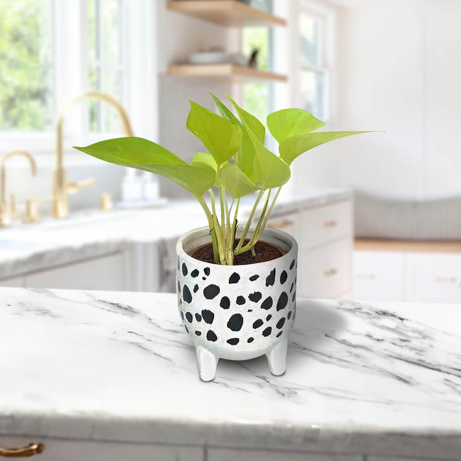 Money Plant In Ceramic B/W Leggy Pot Dia. 20–30 cm - Acacia Garden Center