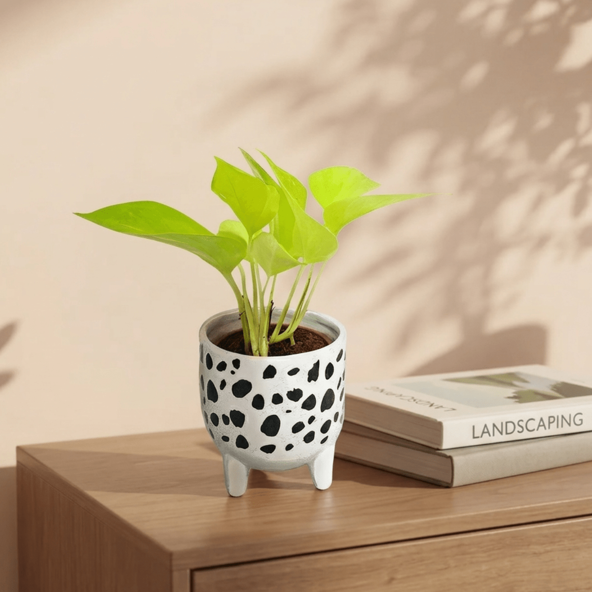 money plant bowl Buy Money Plant In Ceramic B/W Leggy Pot 20-30cm