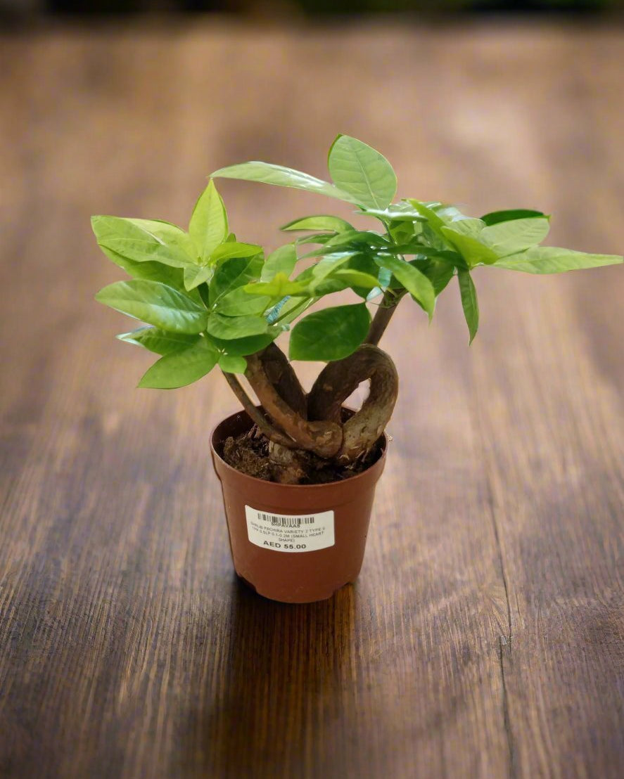 Money Tree – Heart Shape (Pachira aquatica) | Trained Trunk, 10–15 cm - Acacia Garden Center