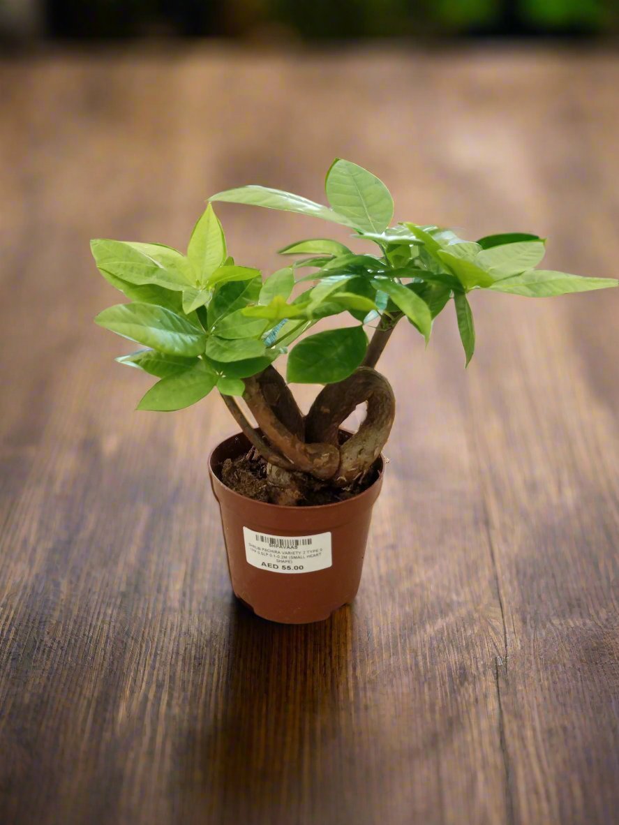 Money Tree – Heart Shape (Pachira aquatica) | Trained Trunk, 10–15 cm - Acacia Garden Center