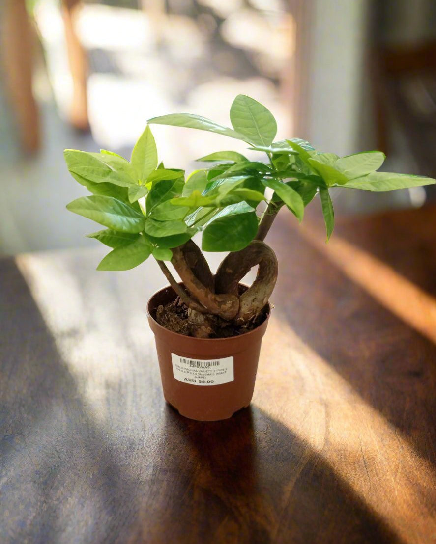 Money Tree – Heart Shape (Pachira aquatica) | Trained Trunk, 10–15 cm - Acacia Garden Center