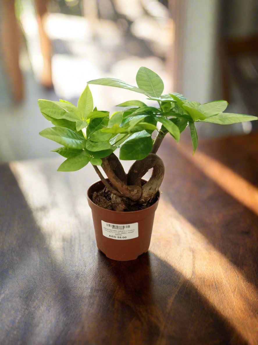 Money Tree – Heart Shape (Pachira aquatica) | Trained Trunk, 10–15 cm - Acacia Garden Center