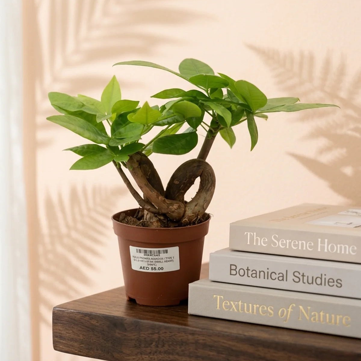 money tree dubai Money Tree – Heart Shape (Pachira aquatica)