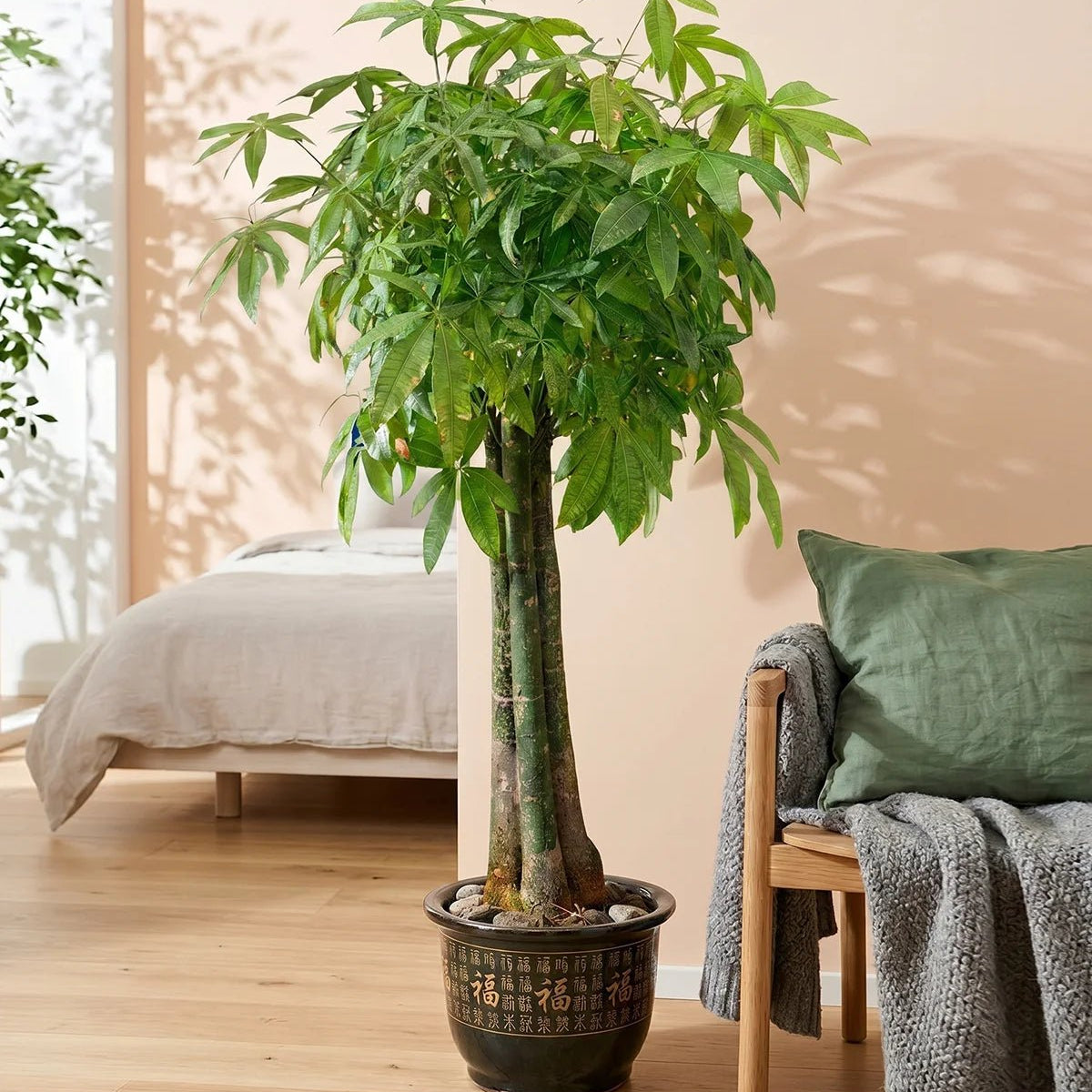 unbraided money tree Money Tree – Natural Trunk (Pachira aquatica)