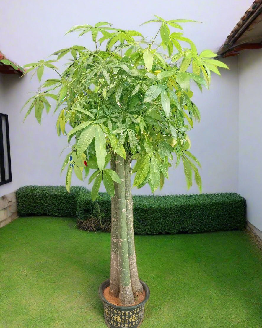 Money Tree – Natural Trunk (Pachira aquatica) | Floor Plant, 1.2–1.5 m - Acacia Garden Center