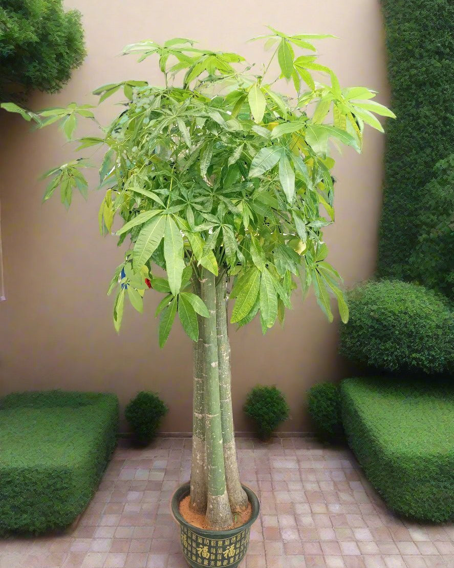 Money Tree – Natural Trunk (Pachira aquatica) | Floor Plant, 1.2–1.5 m - Acacia Garden Center