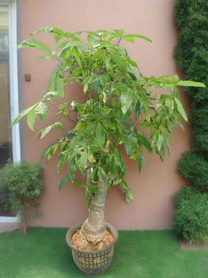 Money Tree (Pachira) | 1.2 - 1.5m - Acacia Garden Center
