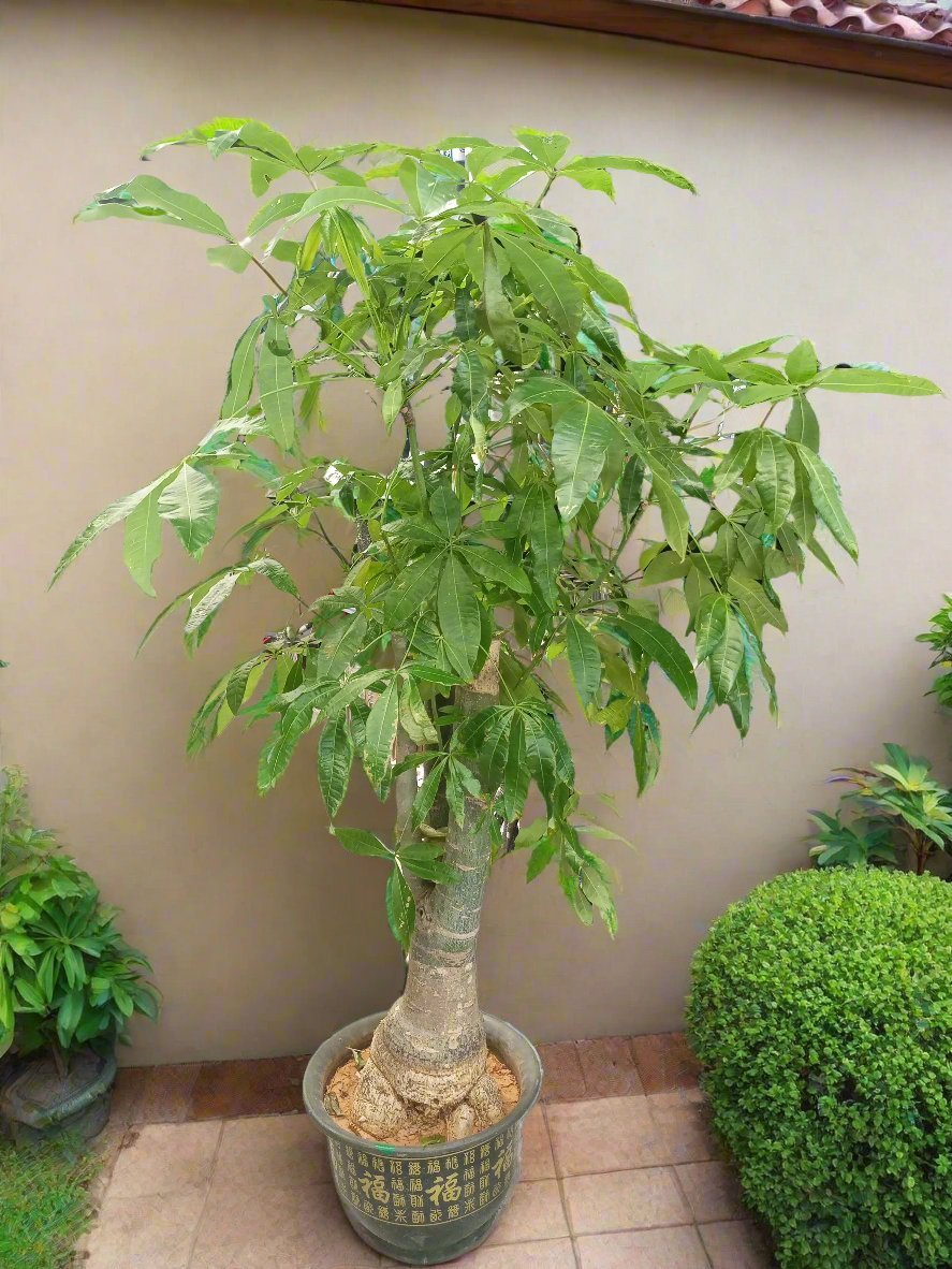 Money Tree (Pachira) | 1.2 - 1.5m - Acacia Garden Center