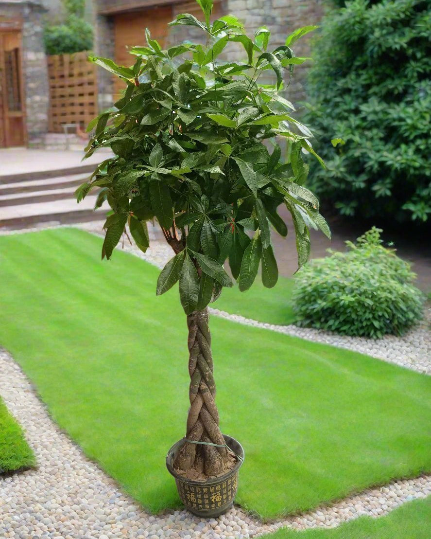 Money Tree – Twisted Trunk (Pachira aquatica) | Floor Plant, 1.3–1.5 m - Acacia Garden Center