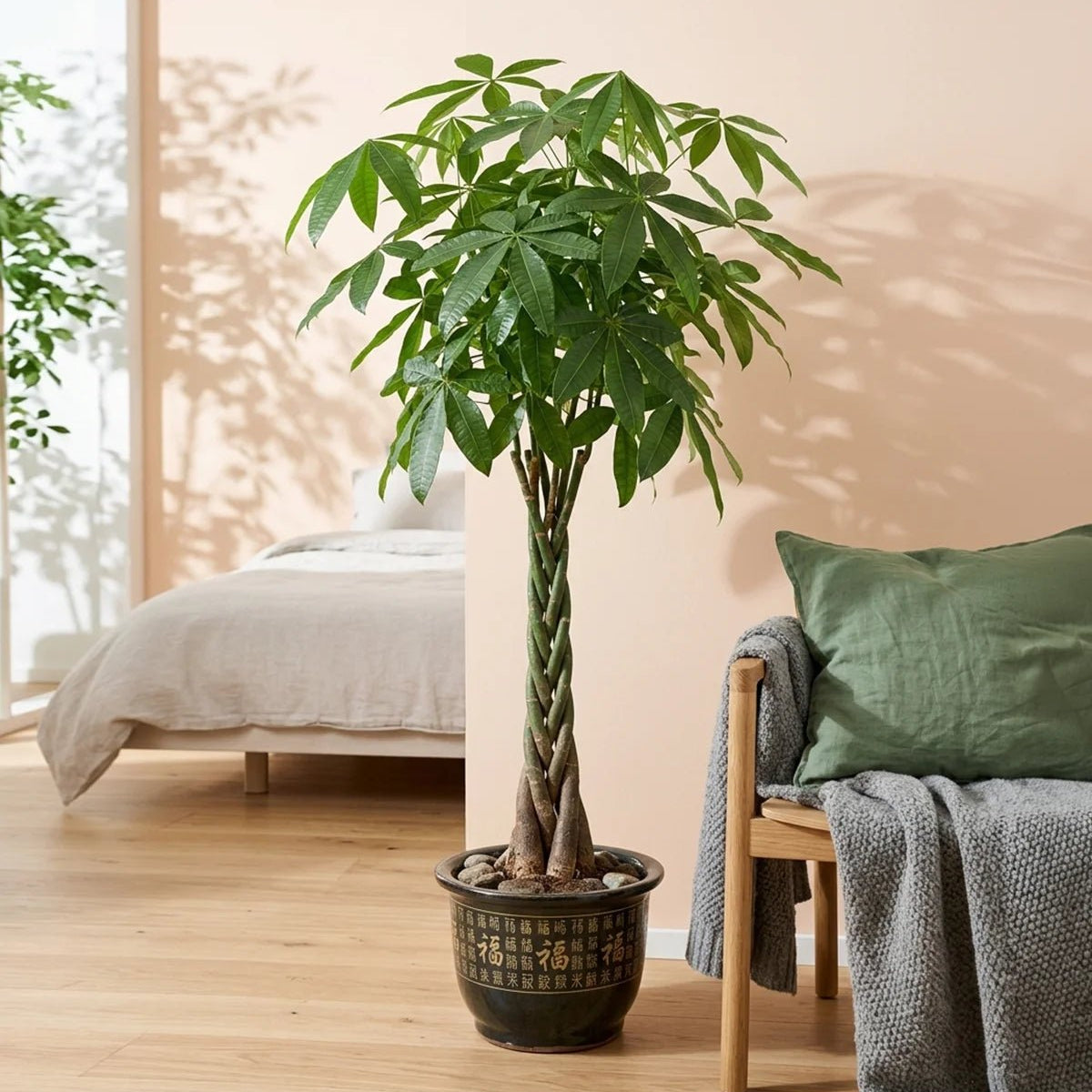 money tree pflanze Money Tree – Twisted Trunk (Pachira aquatica)