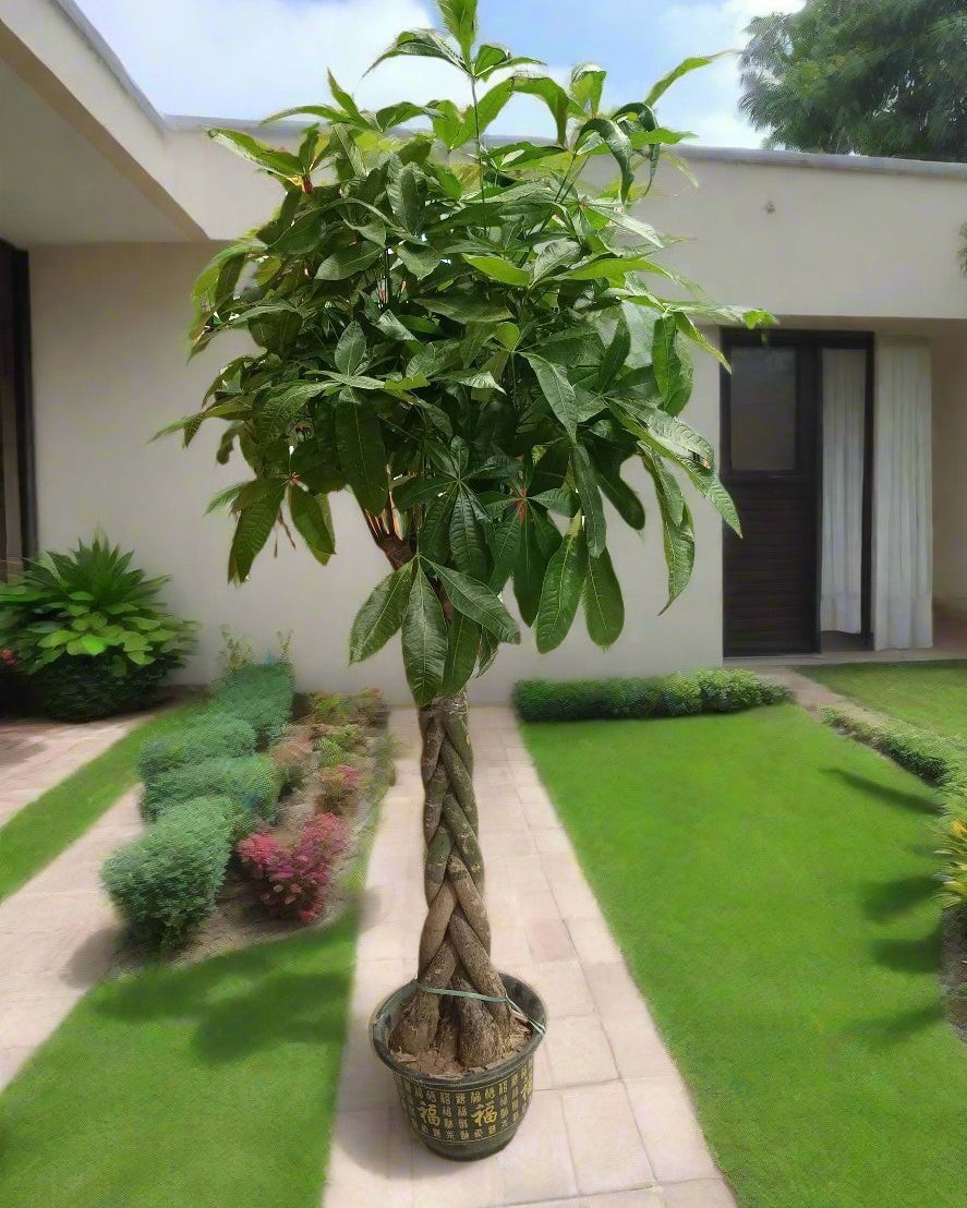 Money Tree – Twisted Trunk (Pachira aquatica) | Floor Plant, 1.3–1.5 m - Acacia Garden Center