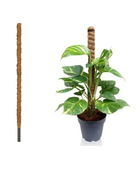 Moss Stick 1.5m - Acacia Garden Center