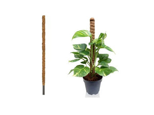 Moss Stick 1.5m - Acacia Garden Center