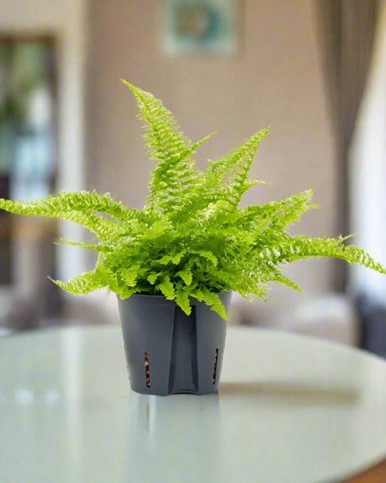 Narrow Sword Fern (Nephrolepis Cordifolia) 40 - 50cm - Acacia Garden Center