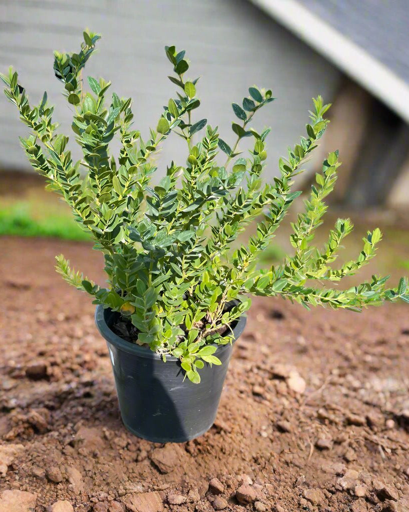 Natal Plum (Carissa grandiflora) | Ground Cover, 40–50 cm - Acacia Garden Center